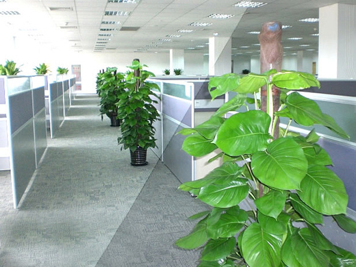 绍兴什么植物适合放办公室