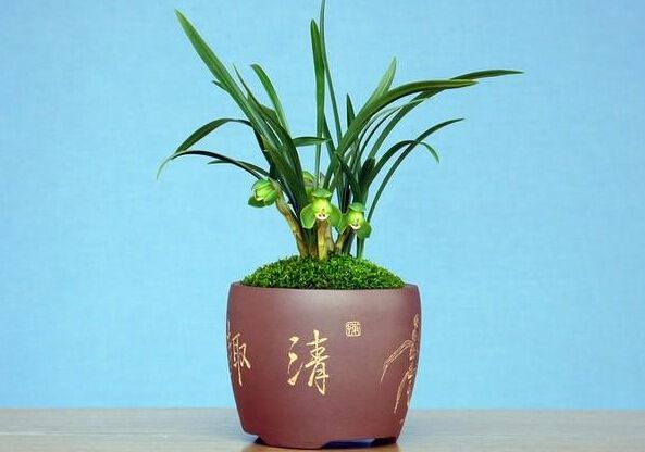 绍兴盆花浇水的进阶技能，你知道多少？