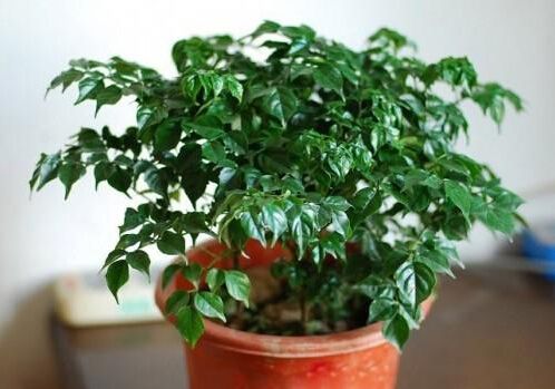绍兴如何正确清洗植物租摆的叶片？