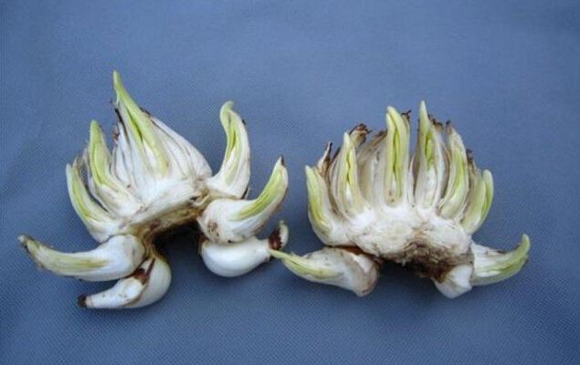 绍兴如何选购水仙鳞茎，养好花从买花开始！