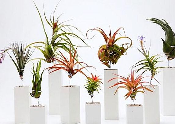 绍兴常见的“懒人植物”再也不用担心养死了