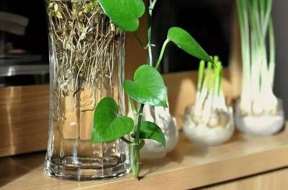 绍兴水培的花卉怎样养才不烂根呢？