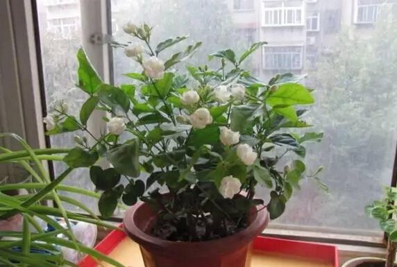 绍兴刚买回来的植物没多久就挂了为啥？