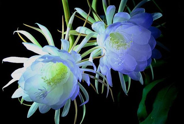 绍兴昙花为什么多在夜间开放？