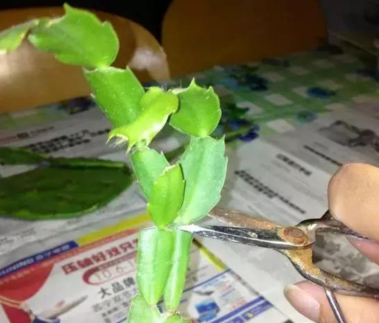绍兴学会修剪，蟹爪兰才能花开不断！