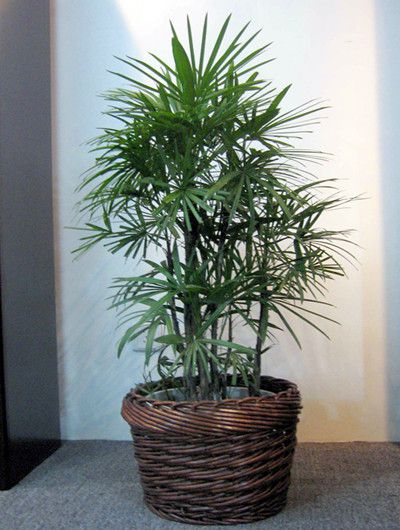 绍兴棕竹的种植方面与注意事项