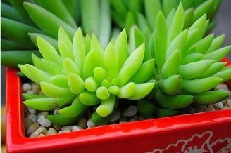 绍兴如何挽救烂根的多肉植物?