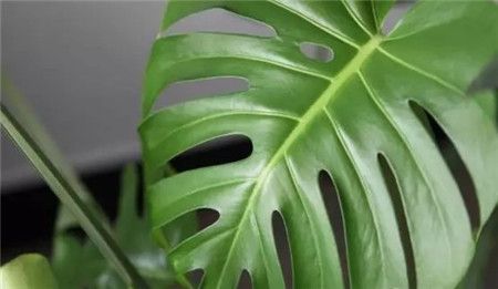 绍兴既好看又吸毒的的绿植物花卉租摆汇总