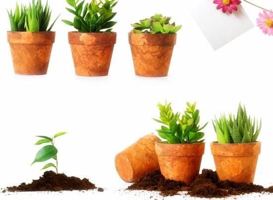 绍兴如何给你的盆栽花卉绿植租摆土壤消毒