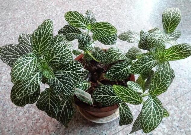 绍兴别样的新生绿植物租摆，种上一片肯定美。