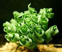 绍兴螺旋草（弹簧草）怎么养？