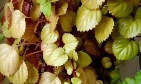 绍兴客厅里放盆吸烟植物，再也不怕二手烟