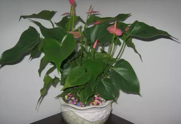 绍兴如何才能把粉掌养好？