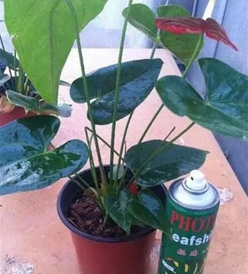 绍兴某些花卉市场花长得好的“猫腻”