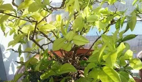 绍兴双色茉莉花叶子发黄掉落怎么回事？