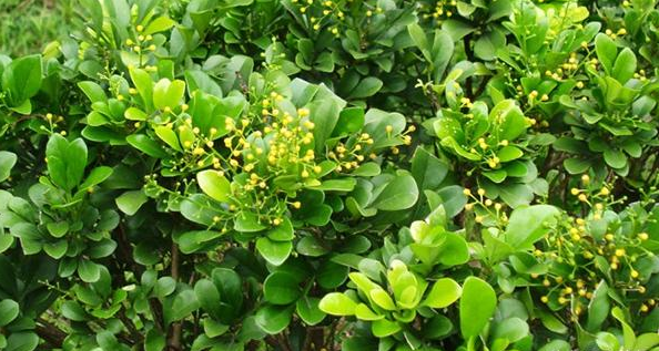 绍兴出人意料，吸收甲醛效果好的竟是它？