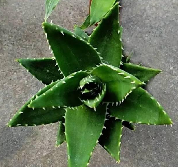 绍兴如何选择天然的植物“加湿器”