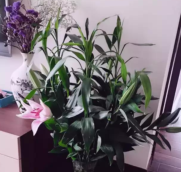绍兴怎么解决水养富贵竹叶子发黄问题