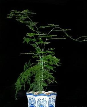 绍兴你的文竹是不是越养越黄？赶紧进来看看！