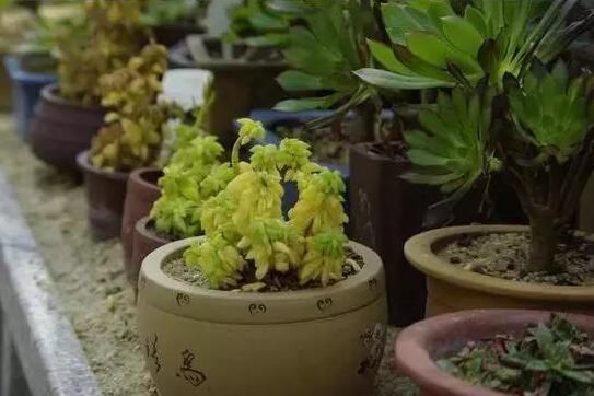 绍兴什么花总是养不活，因为你忽略了这些细节
