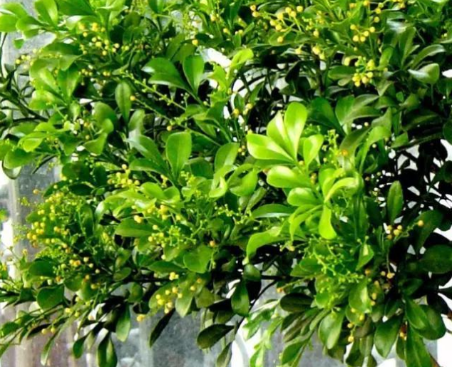 绍兴花冻了怎么办，还能活吗？