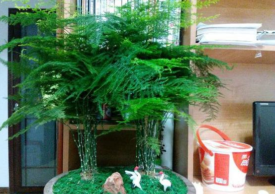 绍兴文竹浇白糖水可以让它长得更绿、更茂盛，真的假的？