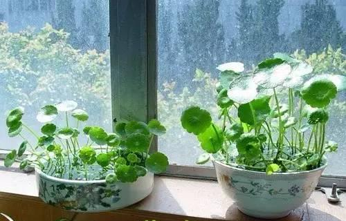 绍兴铜钱草越冬应该怎么养？