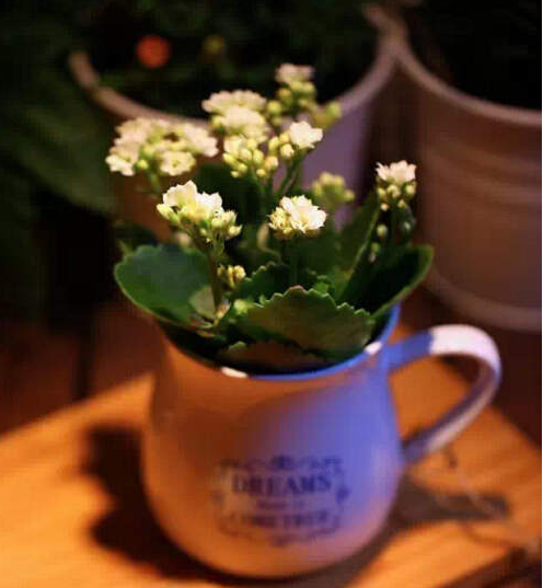 绍兴长寿花有毒吗？长寿花可以放卧室吗?