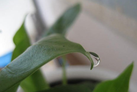 绍兴滴水观音为什么不滴水