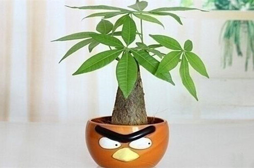绍兴发财树如何从土培转水培