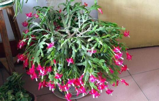 绍兴松分辨蟹爪兰、假昙花、令箭荷花、仙人指