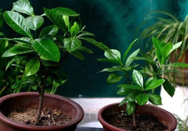 绍兴栀子花这样扦插，存活率高，当年就能开花！