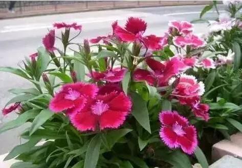 绍兴学会给花浇水时学会养花开始的步
