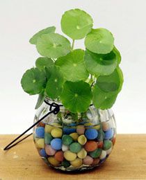 绍兴铜钱草的养殖方法和注意事项(心得篇)