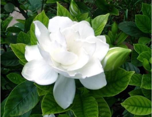 绍兴栀子花怎么样才会开花茂盛？