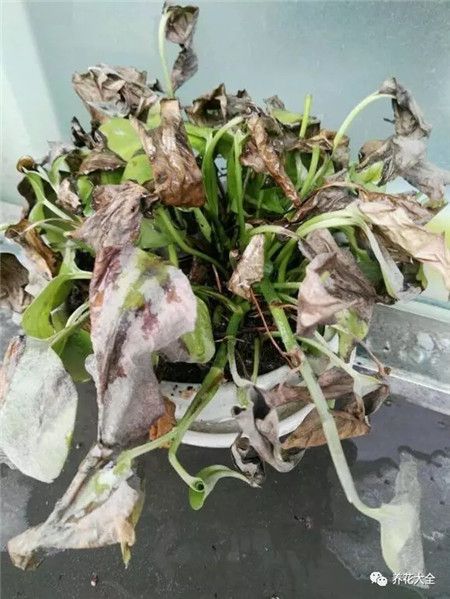 绍兴快死的绿萝别扔，1分钟让它起死回生