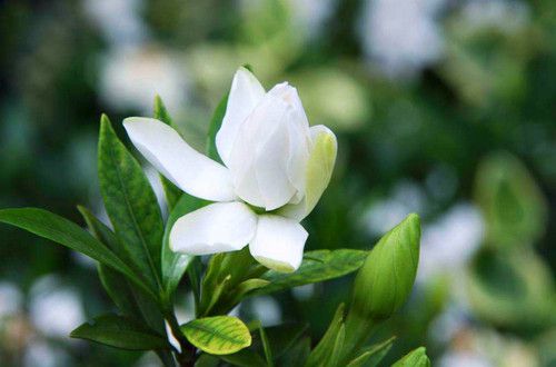 绍兴栀子花叶子发黄怎么办