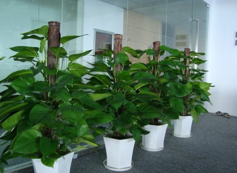 绍兴办公室各个区域应该怎么样放花卉绿植租摆？