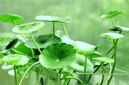 绍兴铜钱草用什么土养更好