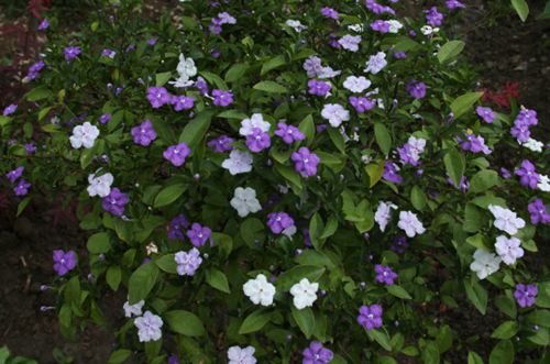 绍兴双色茉莉花叶子发黄是怎么回事