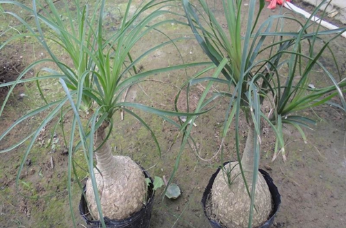 绍兴酒瓶兰太高能砍短吗（图解）