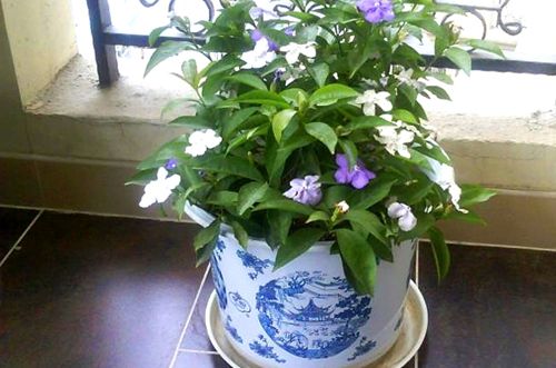 绍兴双色茉莉为什么不开花