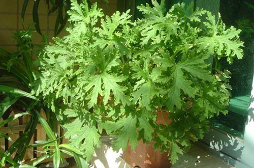 绍兴驱蚊草的养殖方法和注意事项