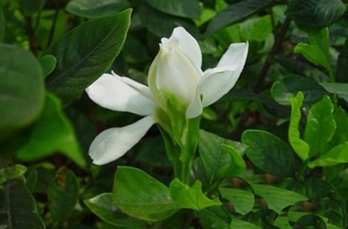 绍兴栀子花掉叶子是怎么回事