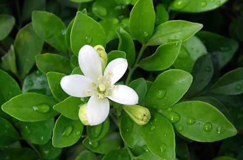 绍兴九里香不开花是什么原因