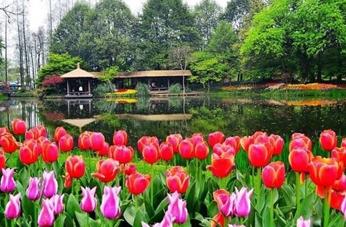 绍兴适合公园种植的花草绿植有哪些