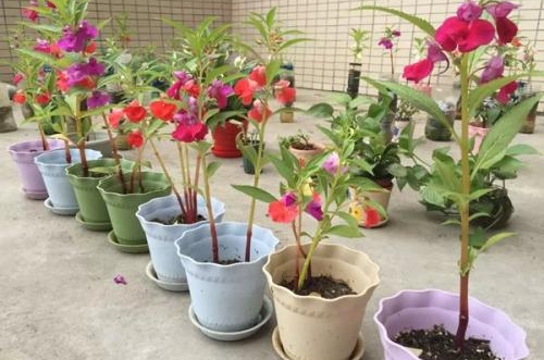 绍兴凤仙花叶子发黄怎么回事 怎么办