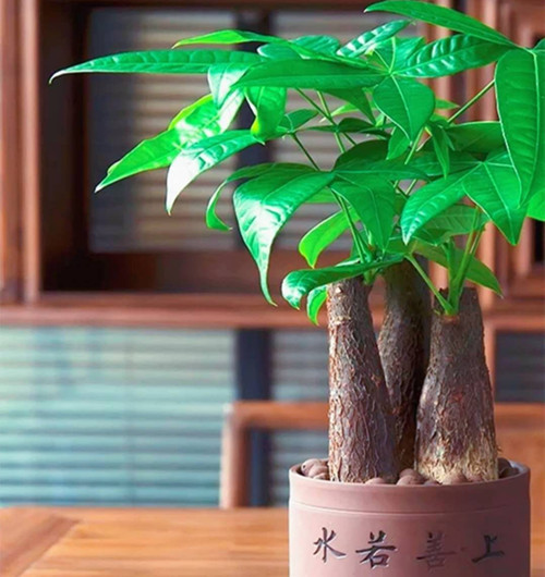 绍兴最全的发财树盆栽养护宝典！