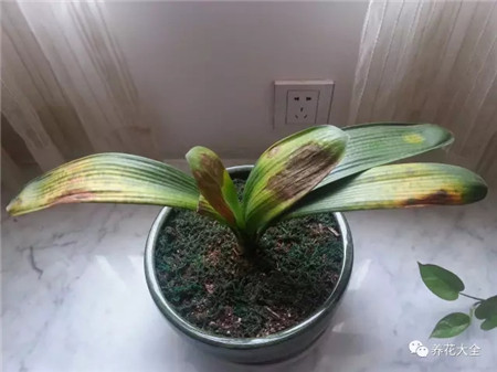 绍兴君子兰烂根怎么挽救？