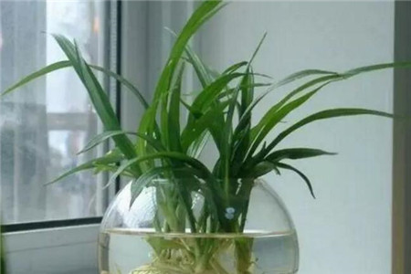 绍兴水培植物为什么总是黄叶子？